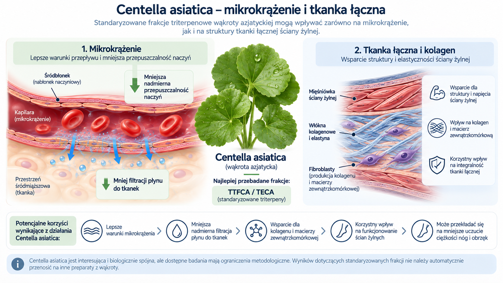 Centella asiatica w kontekście mikrokrążenia, kolagenu i tkanki łącznej ściany żylnej