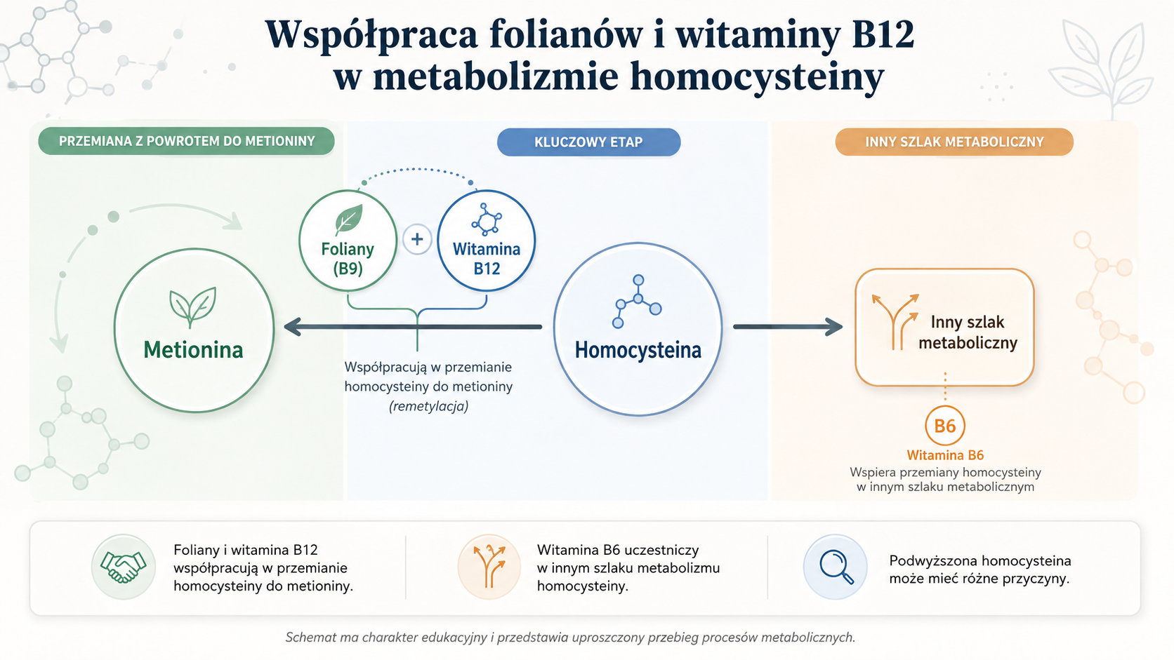 Schemat współpracy folianów i witaminy B12 w metabolizmie homocysteiny
