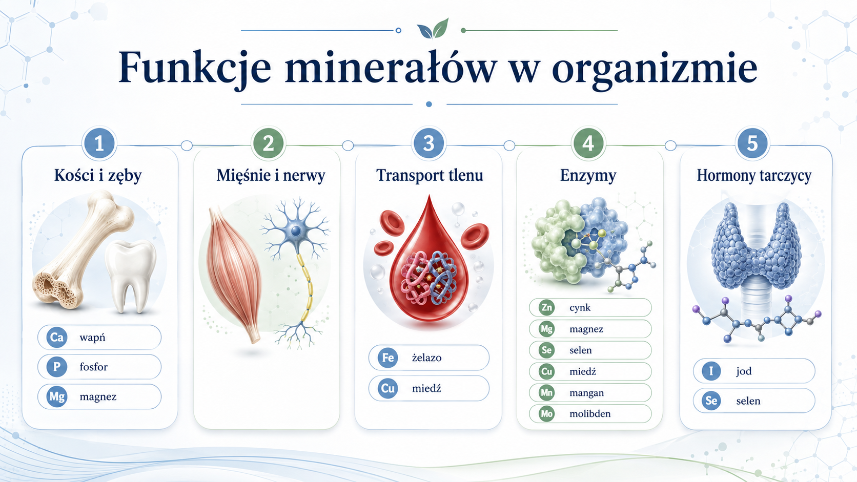 Najważniejsze funkcje minerałów związane z kośćmi, krwią, mięśniami, enzymami i hormonami