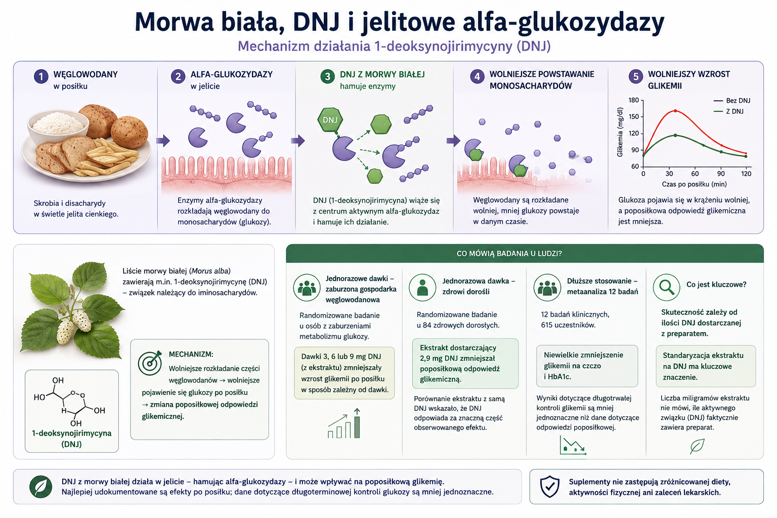 glukozydaza.webp 1-deoksynojirimycyna z morwy białej i jelitowe alfa-glukozydazy