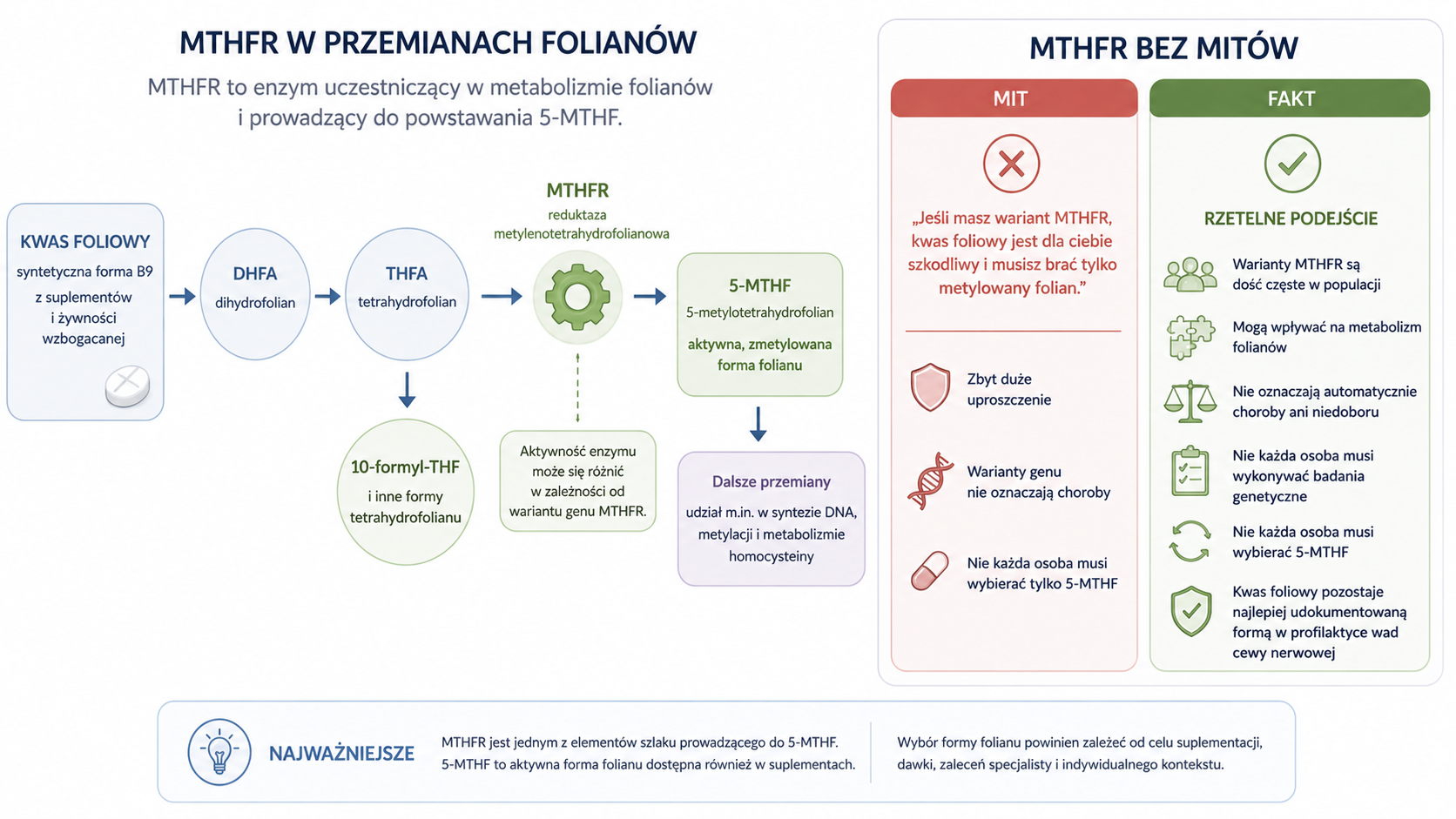 Schemat roli MTHFR w przemianach folianów i powstawaniu 5-MTHF