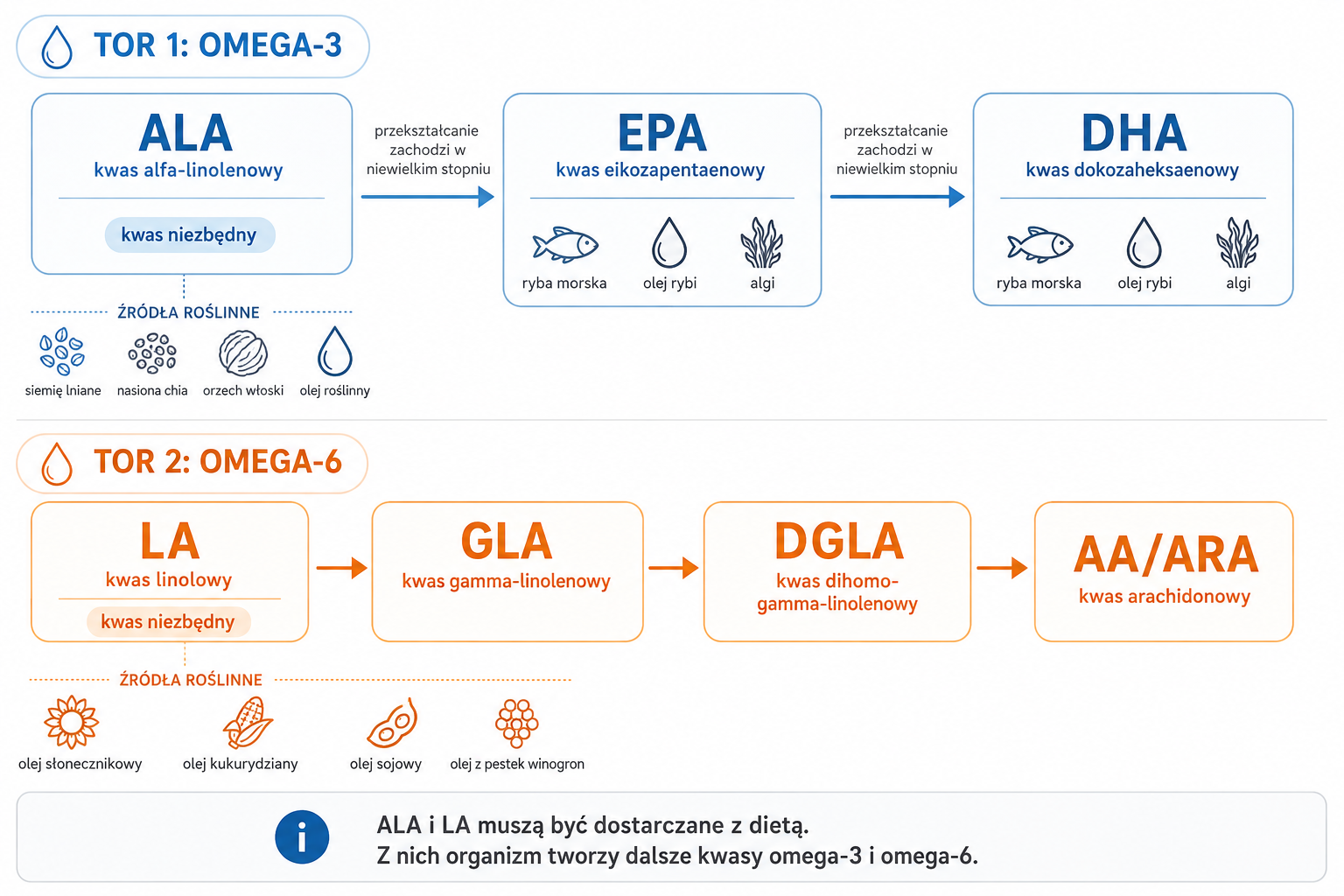 Schemat przemian ALA i LA do dalszych kwasów omega-3 i omega-6