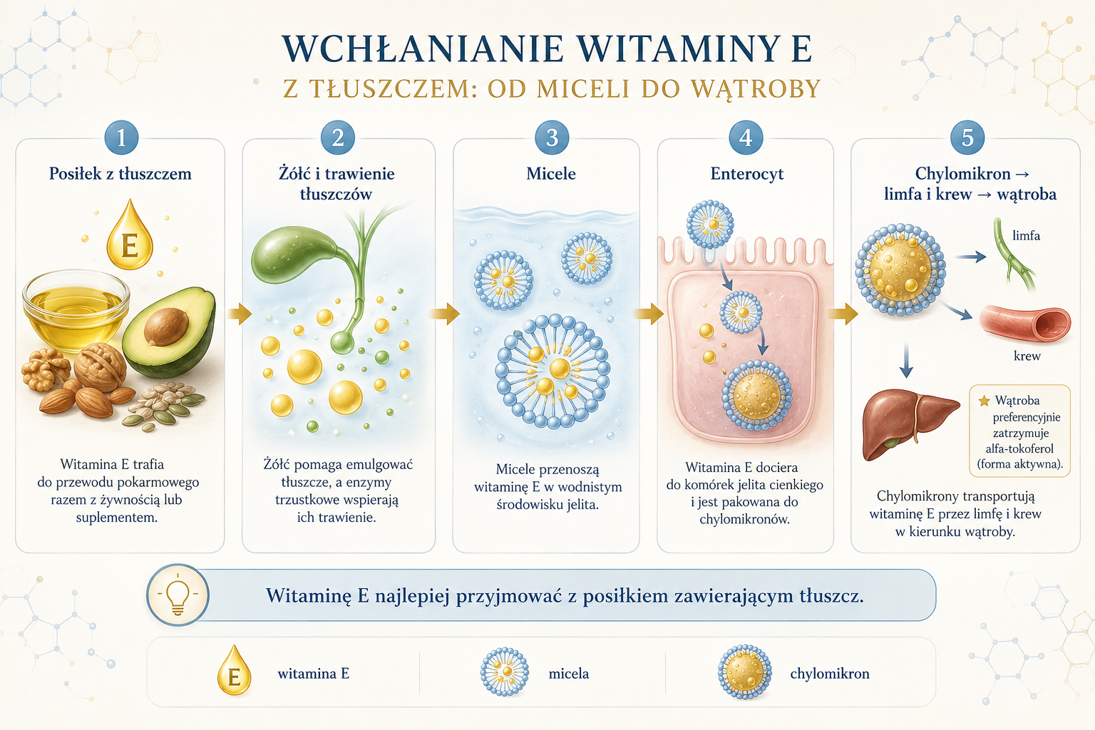 Schemat wchłaniania witaminy E z tłuszczem przez micele, enterocyty i chylomikrony
