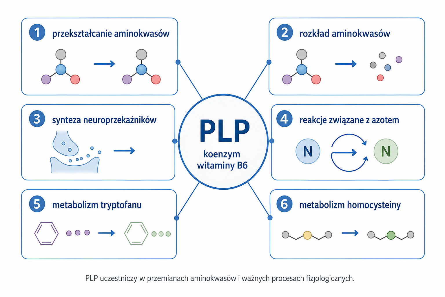 Schemat udziału witaminy B6 i PLP w metabolizmie aminokwasów