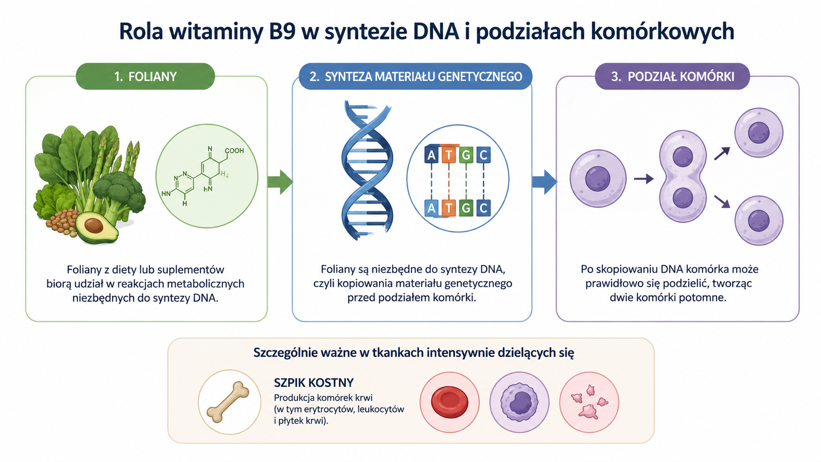 Schemat udziału witaminy B9 w syntezie DNA i podziałach komórkowych